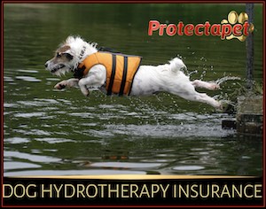 Dog jumping into water with a life jacket on 